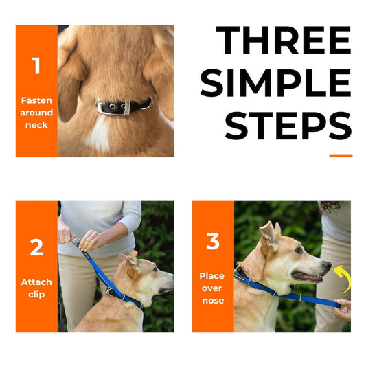 Pet Collars & Harnesses