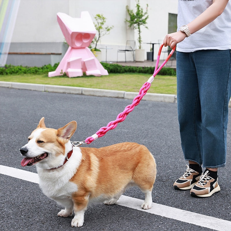 Leashes, Collars & harnesses