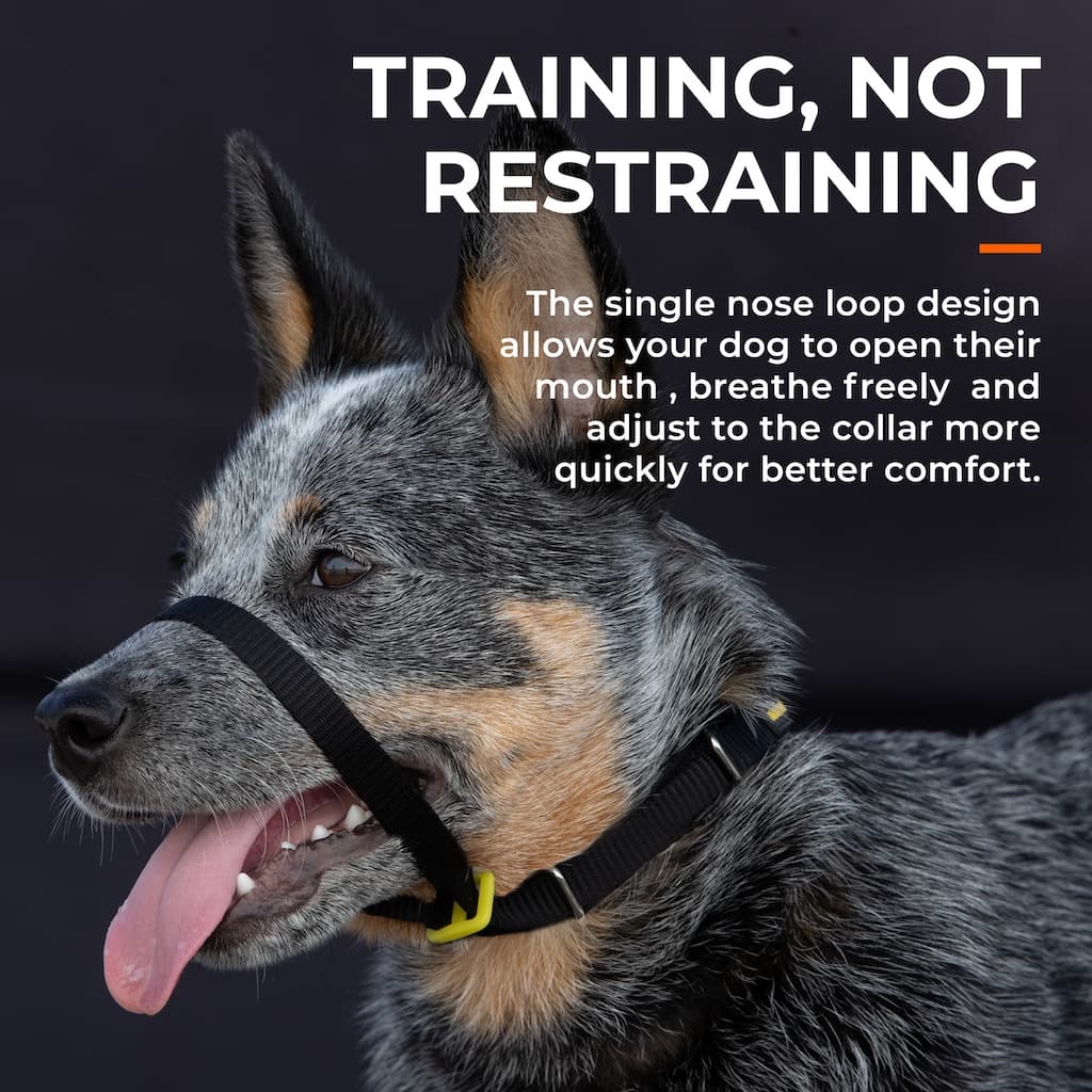 Pet Collars & Harnesses