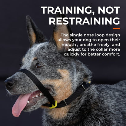 Pet Collars & Harnesses