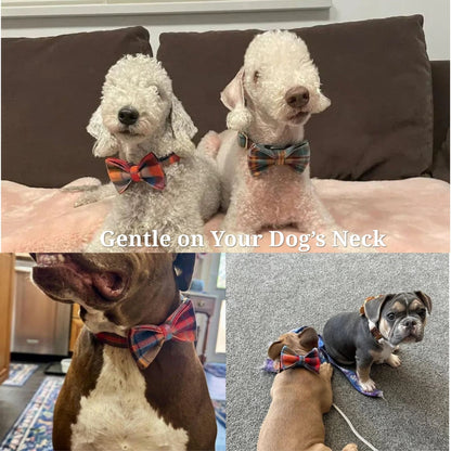 Pet Collars & Harnesses