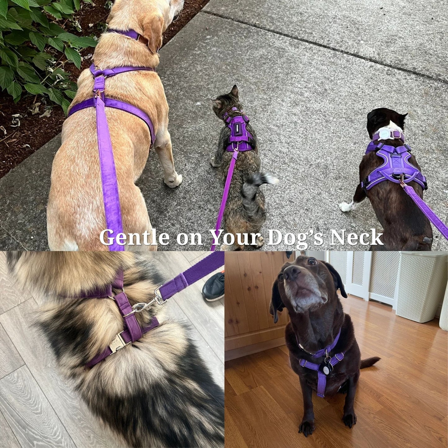Pet Collars & Harnesses