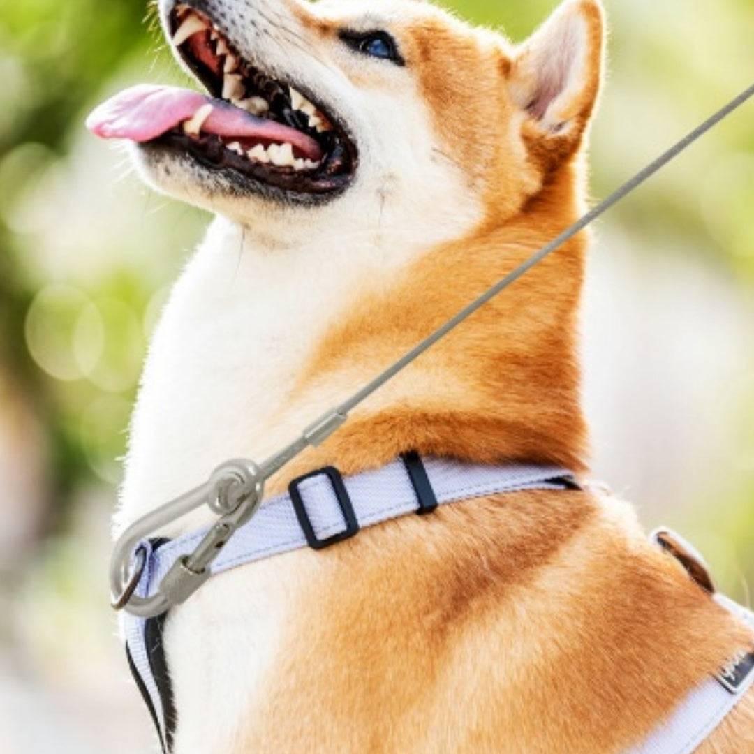 Cross-border Bestseller Extended Dog Leash Stainless Steel Dog Chain