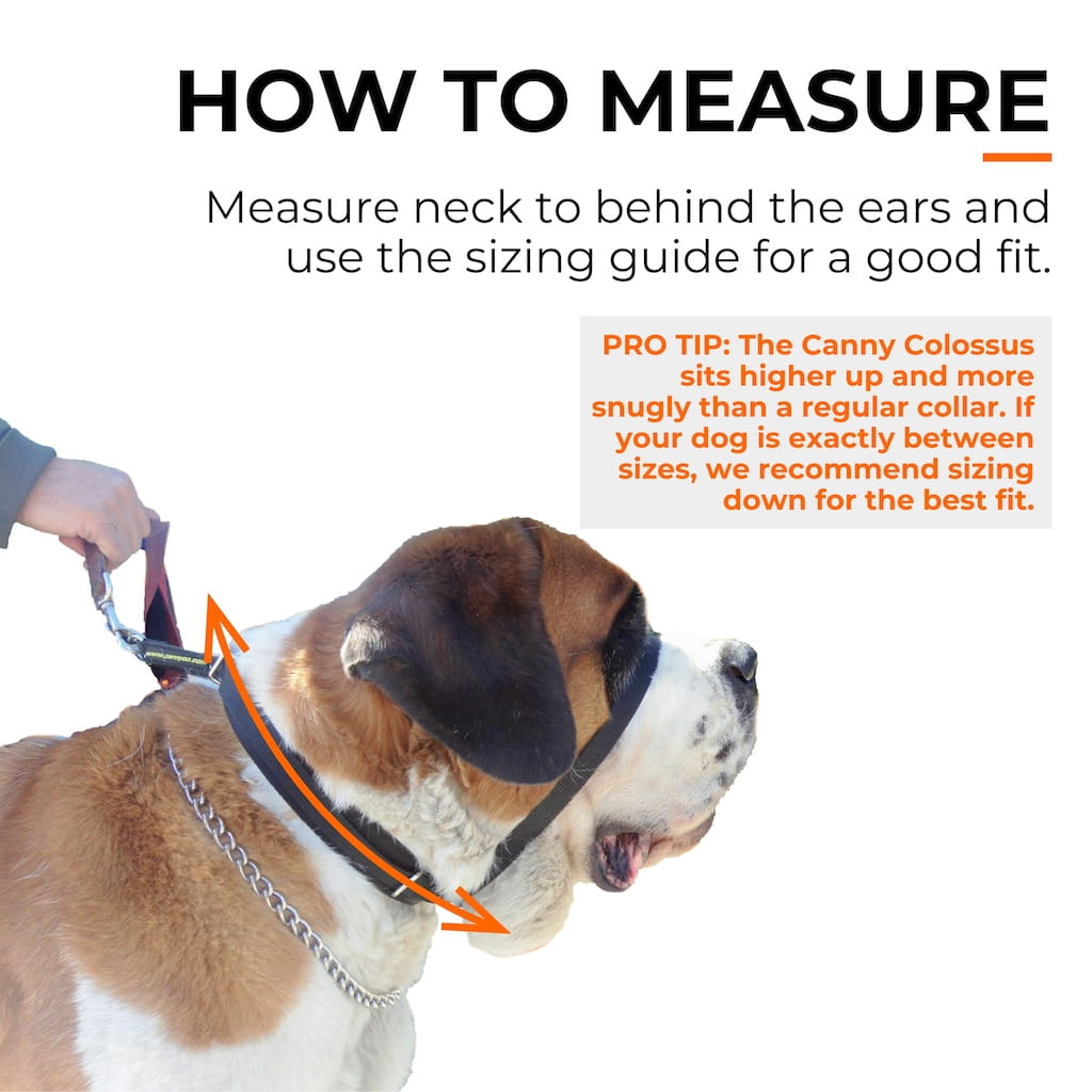 Pet Collars & Harnesses
