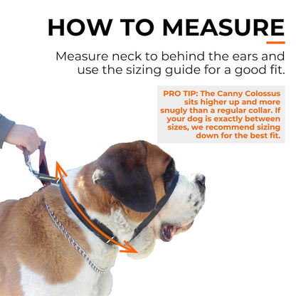 Pet Collars & Harnesses