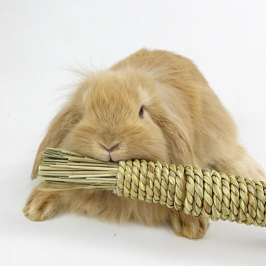 Pet Toy