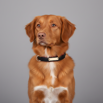 Dual D-Ring PU Leather Dog Collar with Nameplate