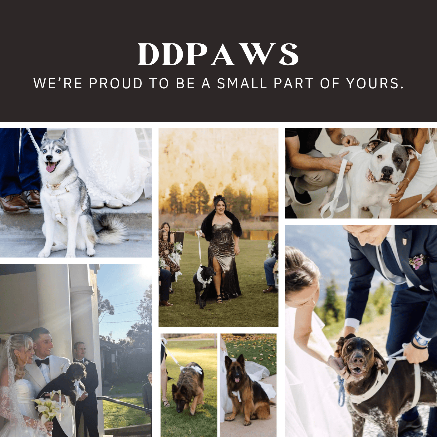 Pet Collars & Harnesses