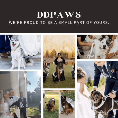 Pet Collars & Harnesses