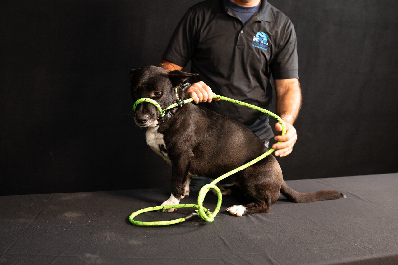 Rescue Pro Harness Leash