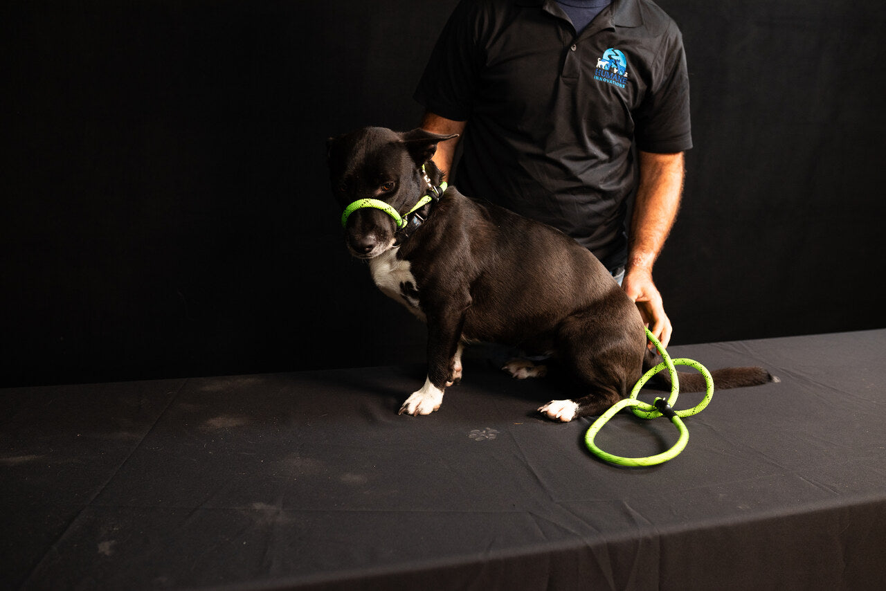 Rescue Pro Harness Leash