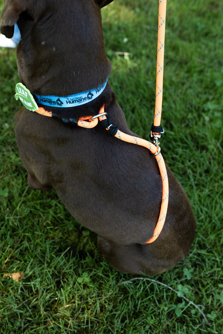 Rescue Pro Harness Leash