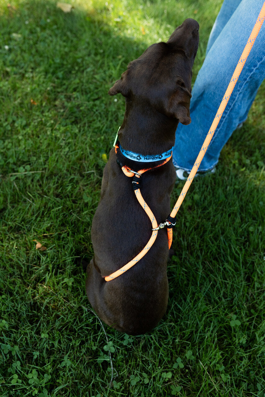 Rescue Pro Harness Leash