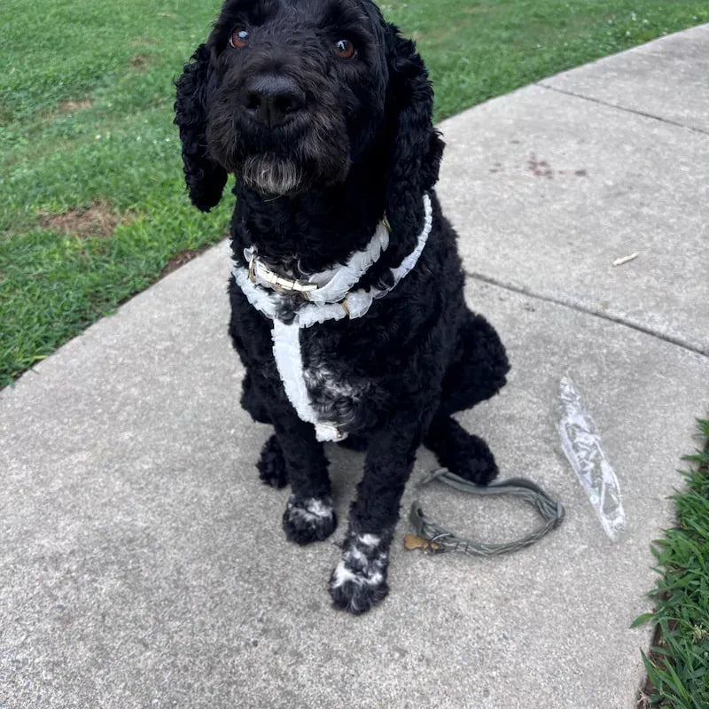 Pet Collars & Harnesses