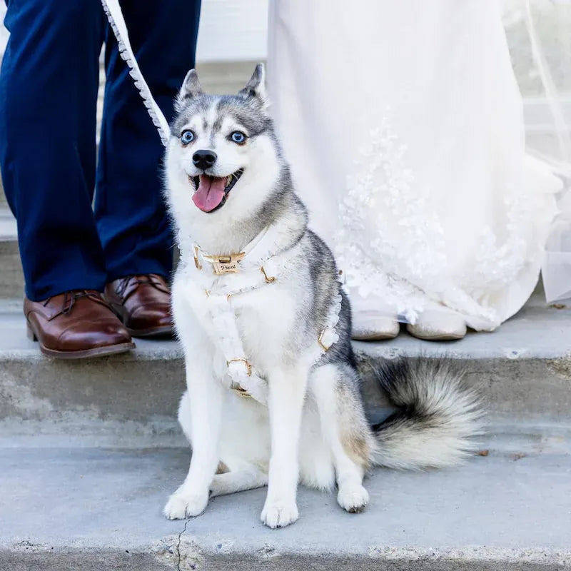 Pet Collars & Harnesses
